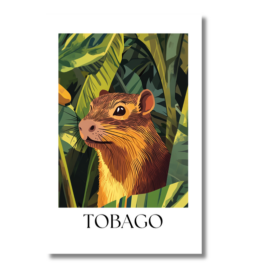 Tobago Gouti Postcard